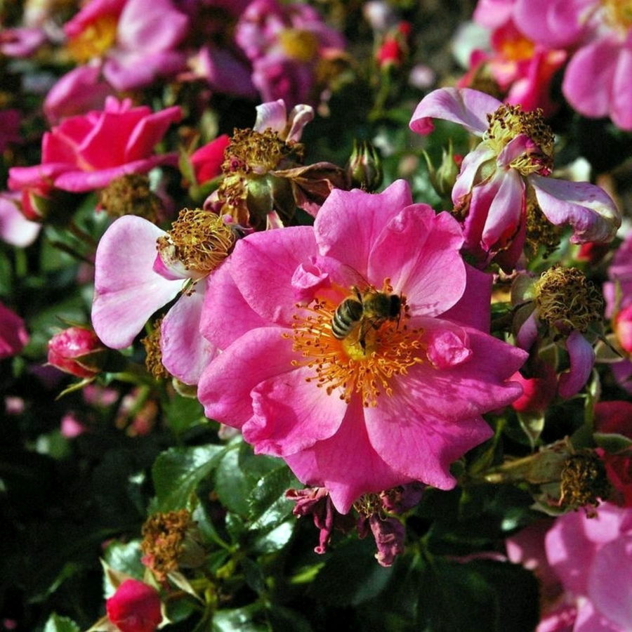 Bienenweide Rosa [Vaso 18cm]