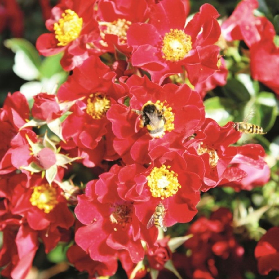 Bienenweide Rot [Vaso 18cm]