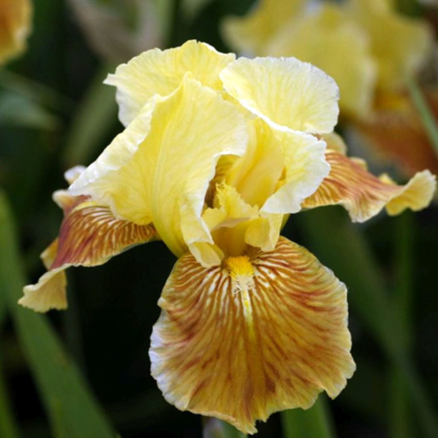 Iris germanica "Golden Muffin" [Vaso 11cm]