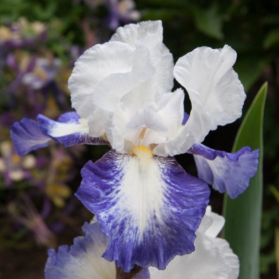 Iris germanica "Mission Ridge" [Vaso 11cm]