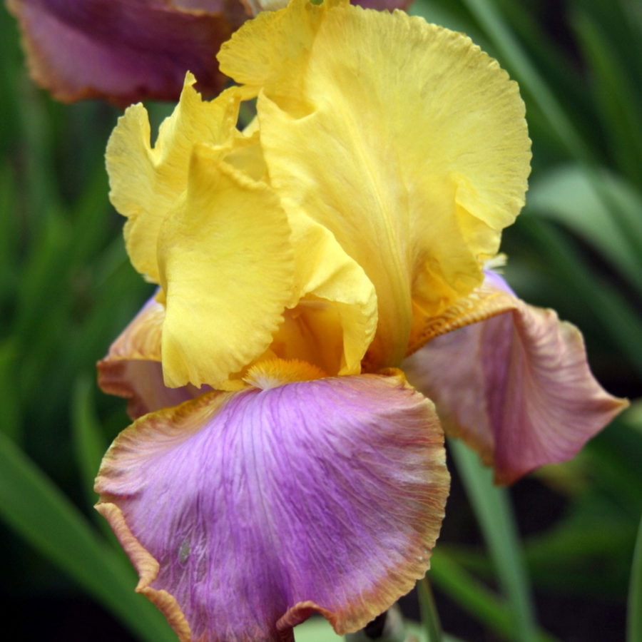 Iris germanica "Sunset Sky" [Vaso 11cm]