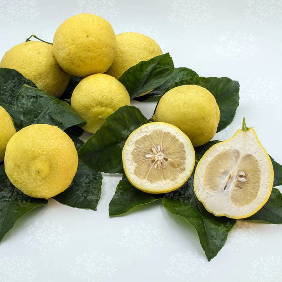 Limone "Adamo" [Vaso 20cm]
