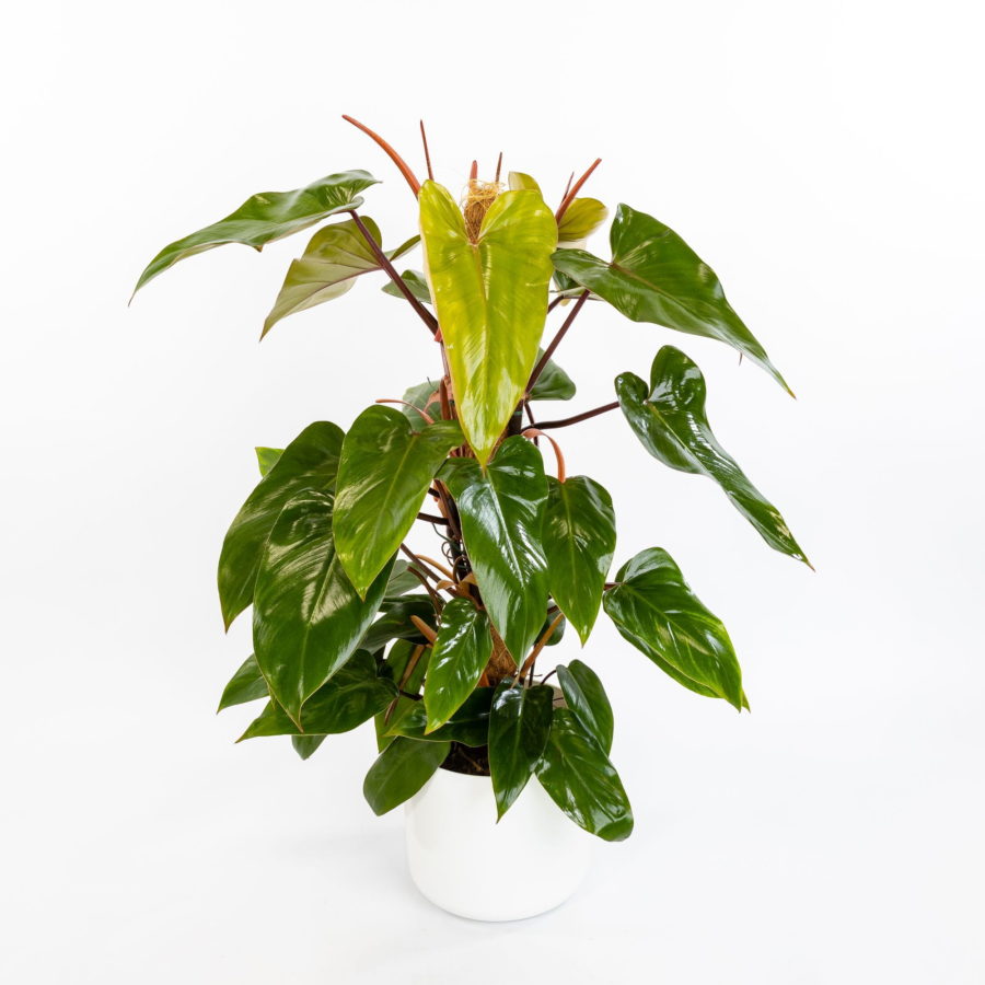 Philodendron "Red Emerald" [Vaso 19cm]