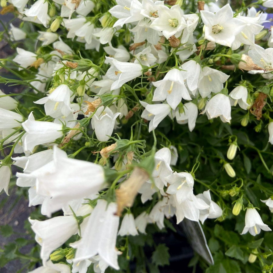Campanula cochleariifolia "Jingle White" [Vaso 10cm]