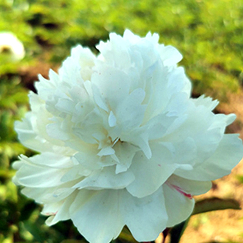 Paeonia x lactiflora "Bai Shao Yao" [Vaso 10cm]