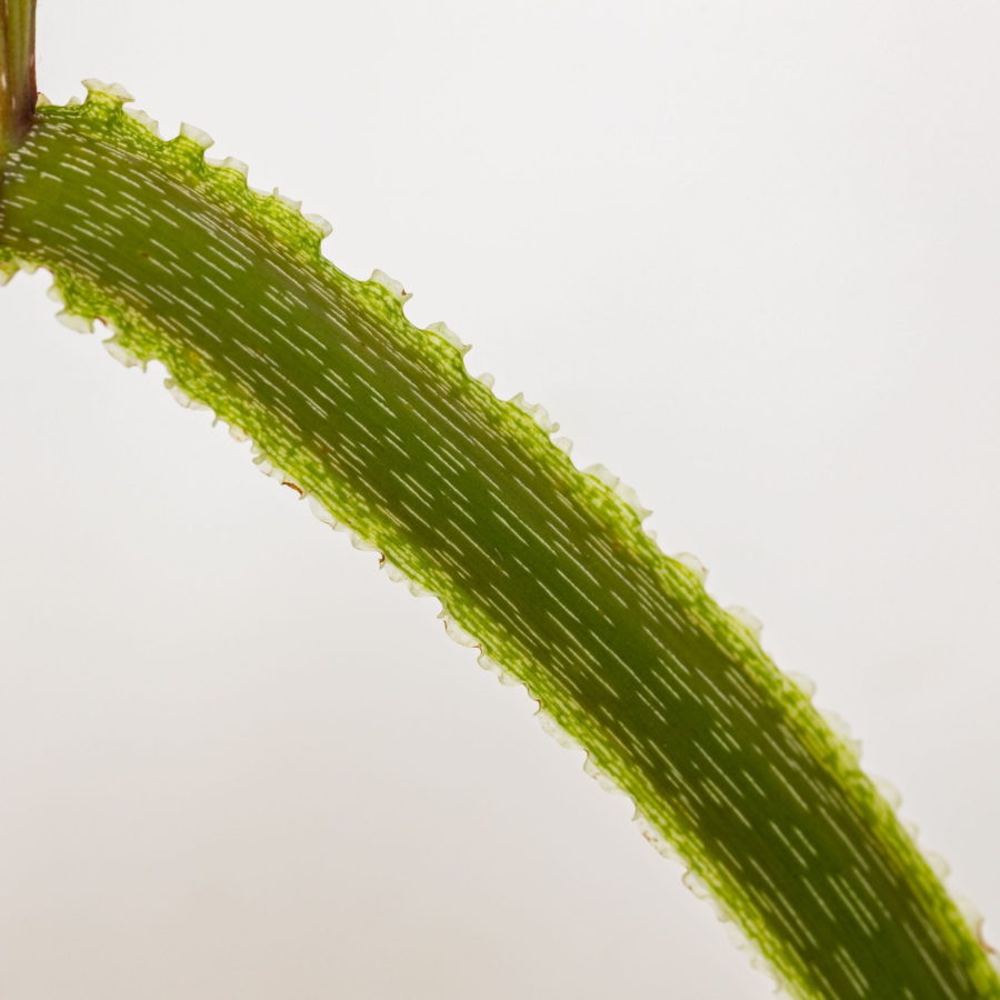 Philodendron plowmanii [Vaso 15cm]