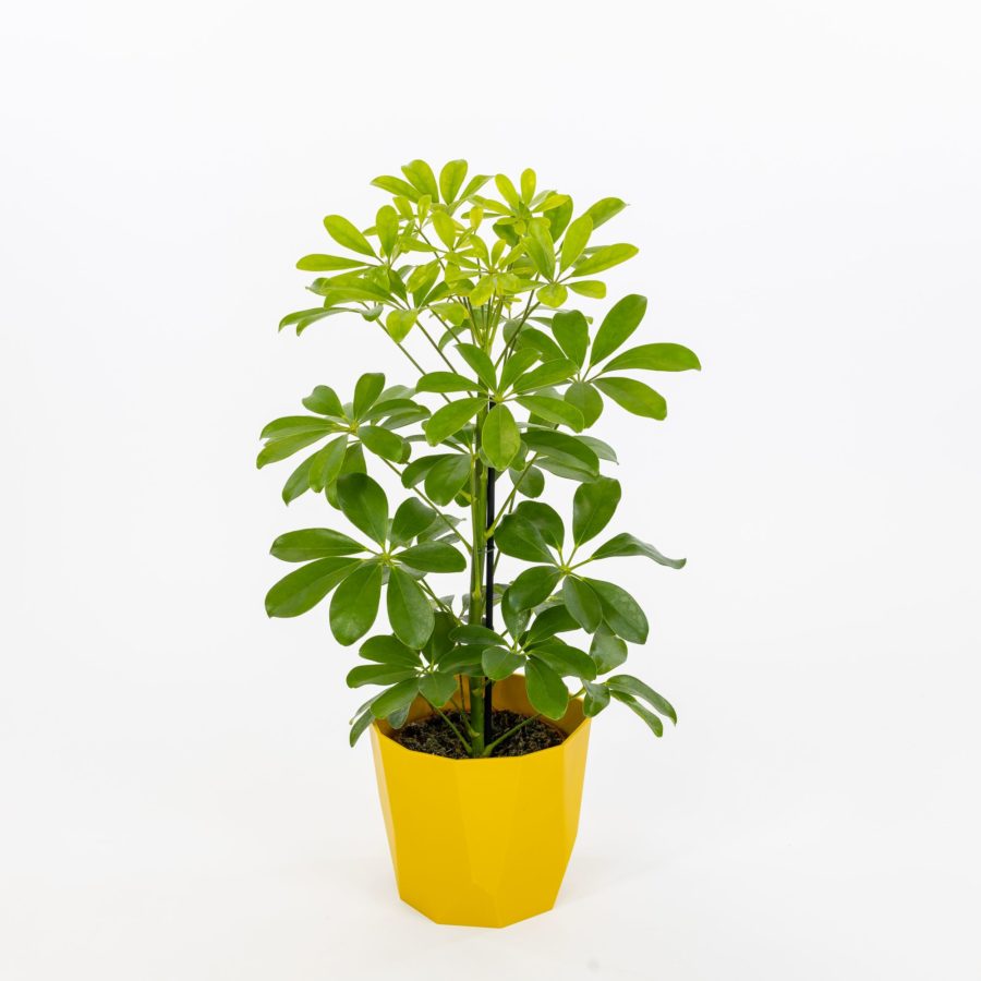 Schefflera arboricola "Nora"