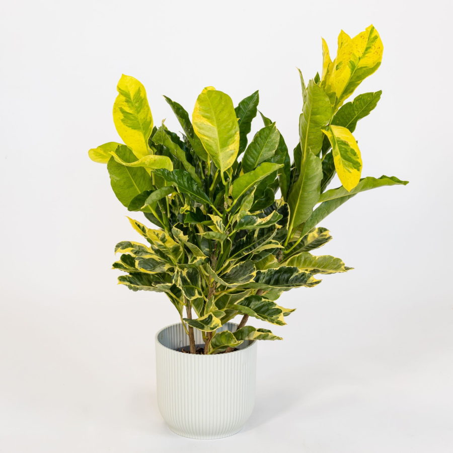 Codiaeum variegatum "Eburneum" [Vaso 12cm]