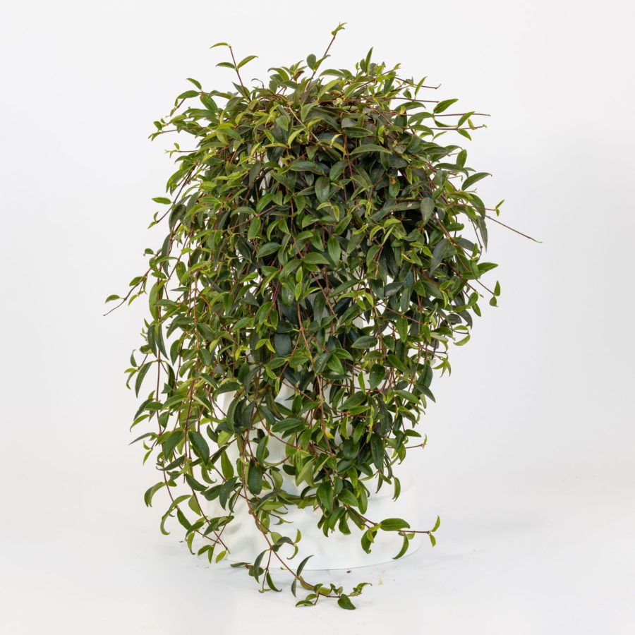 Codonanthe crassifolia [Vaso 14cm]