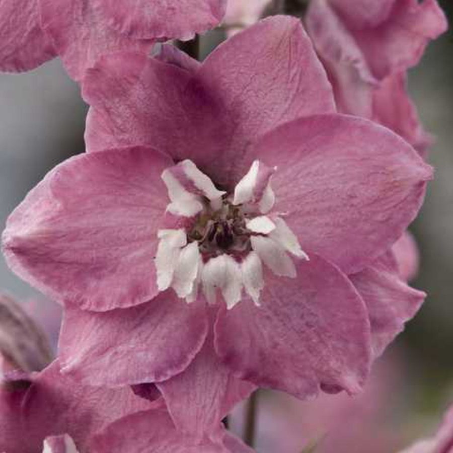 Delphinium x cultorum "Magic Fountain Lilac Pink/White Bee"