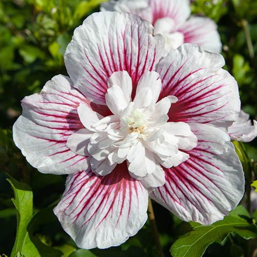 Hibiscus syriacus "Starburst Chiffon" [Vaso 18cm]