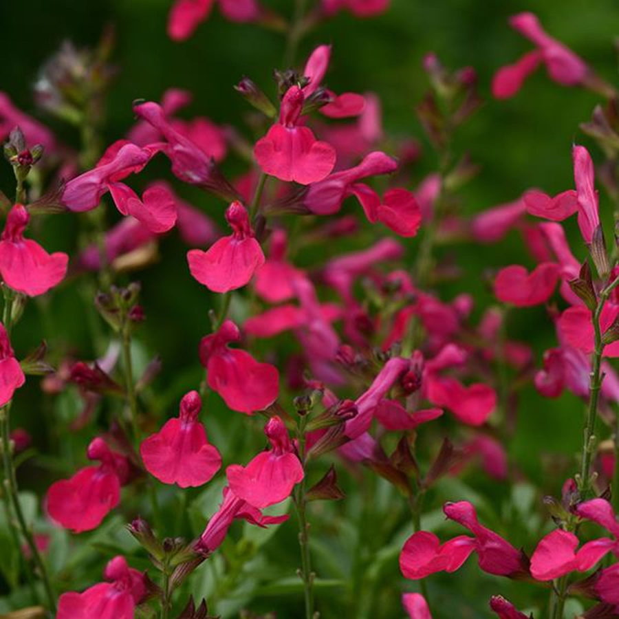 Salvia greggii "Hot Pink" [Vaso 14cm]