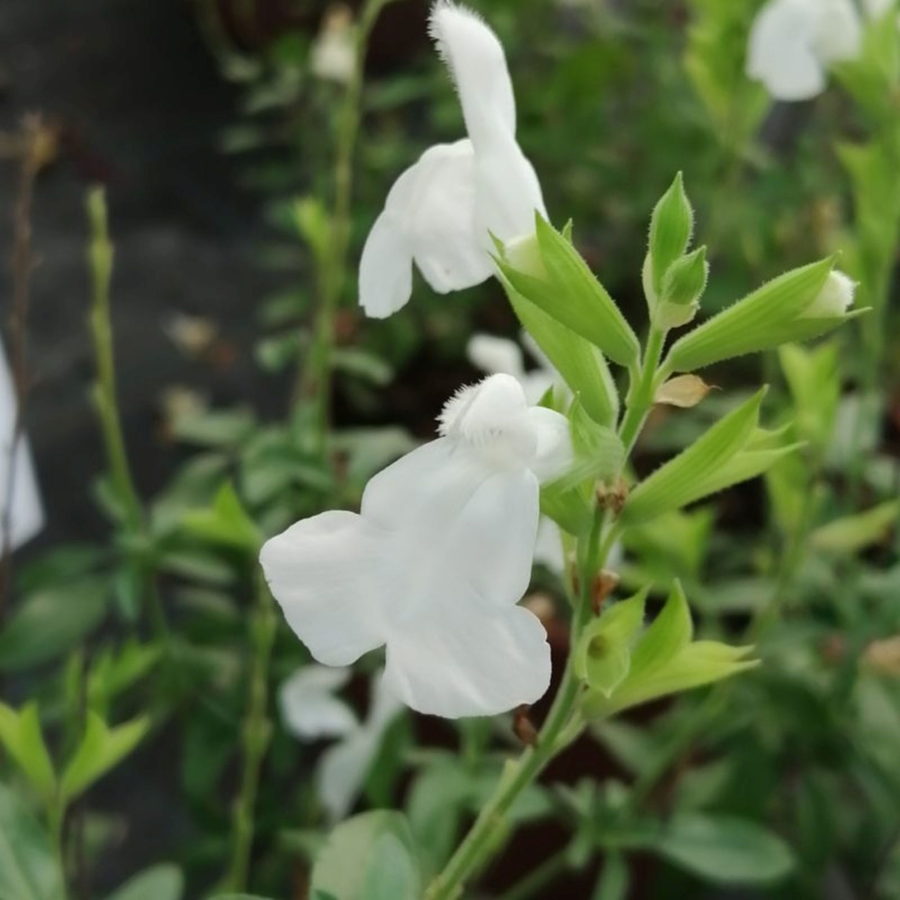 Salvia greggii "White" [Vaso 14cm]