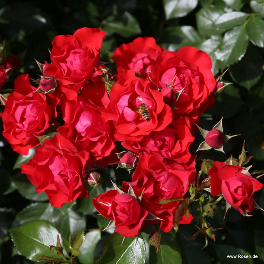 Black Forest Rose [Vaso 18cm]