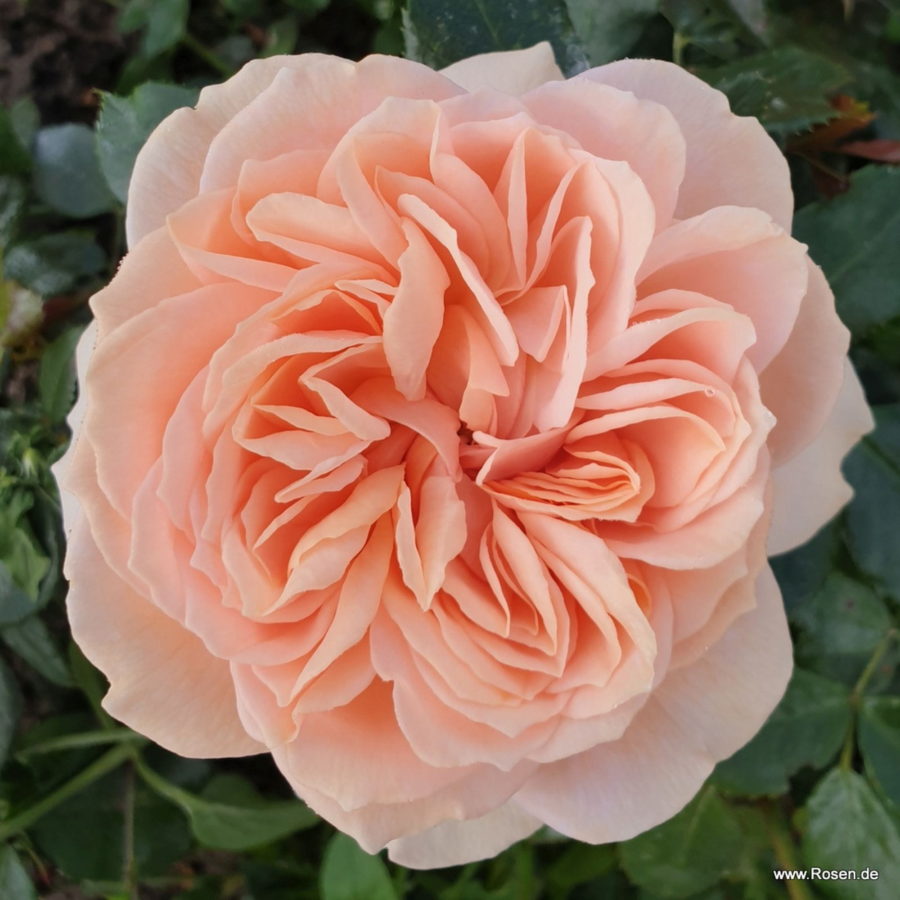 Garden of Roses [Vaso 19cm]