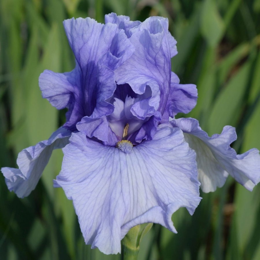 Iris barbata "Aldo Ratti" [Vaso 18cm]