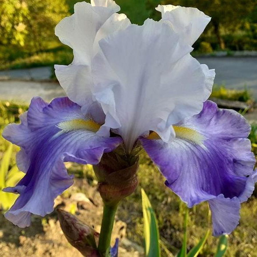 Iris barbata "Andante con Brio" [Vaso 18cm]