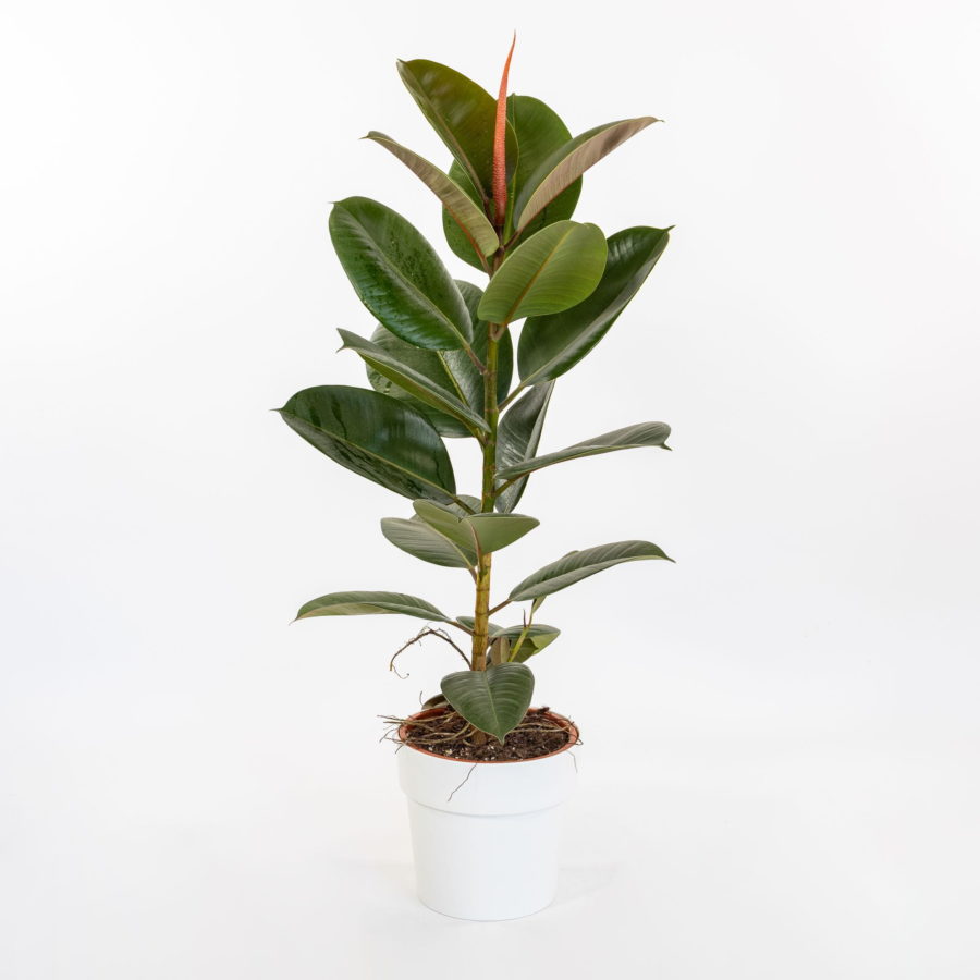 Ficus elastica "Robusta"