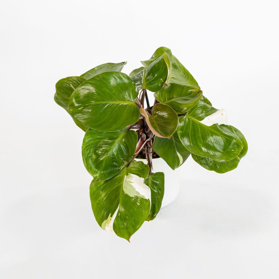 Philodendron "White Knight"