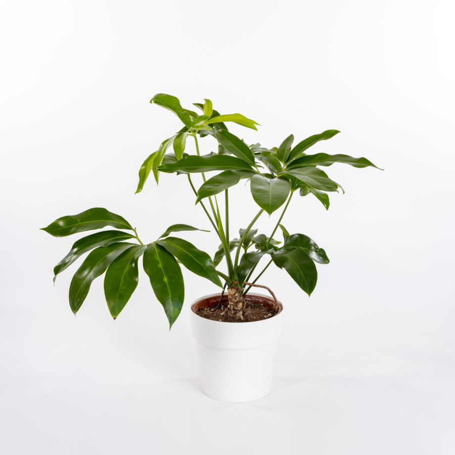 Philodendron goeldii
