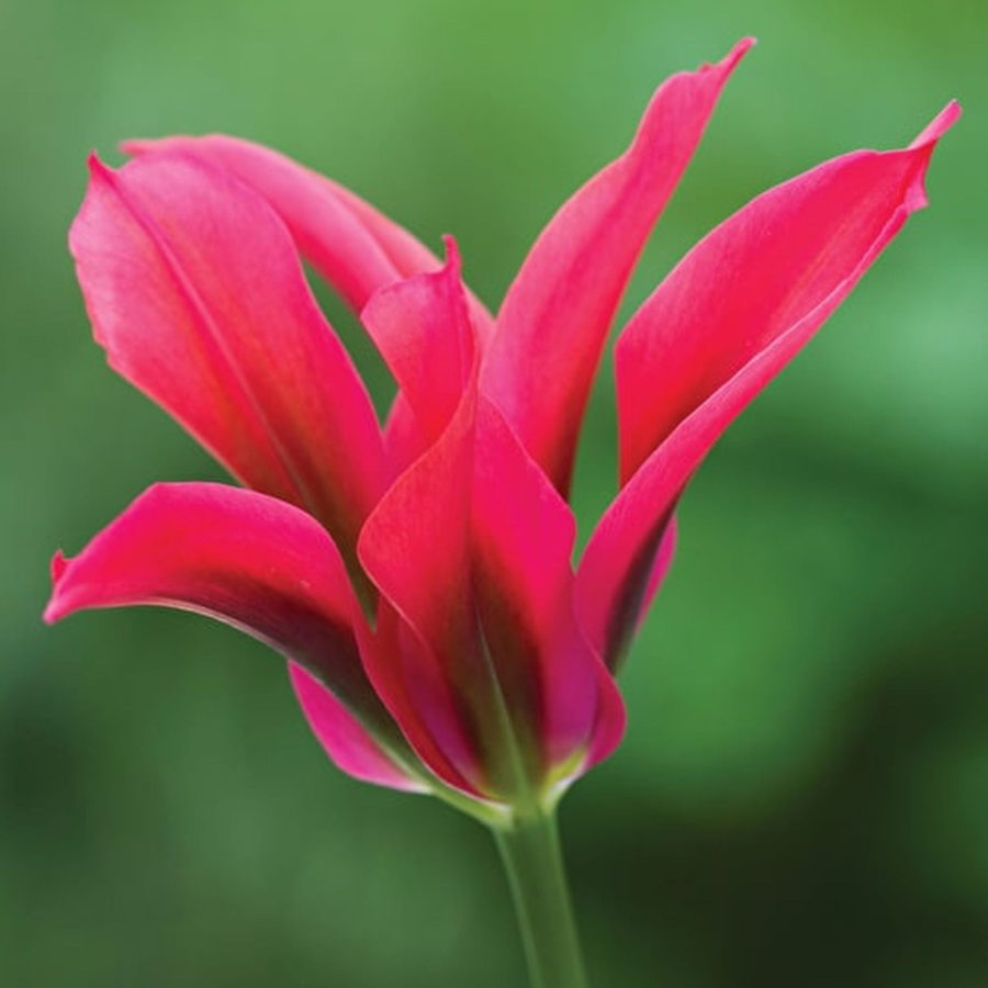 Tulipano Viridiflora Doll's Minuet