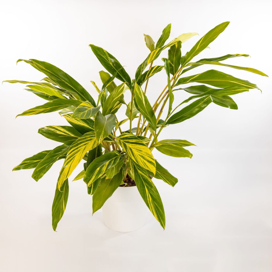 Alpinia zerumbet "Variegata"