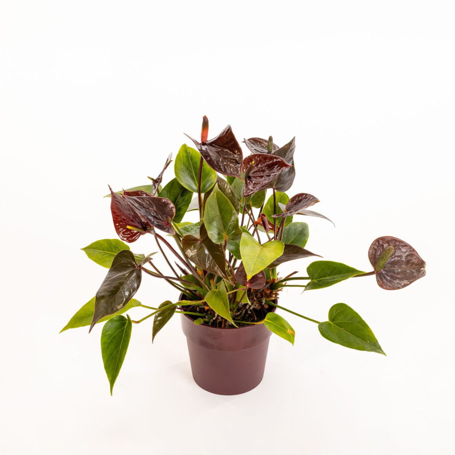 Anthurium andreanum "Black Love"