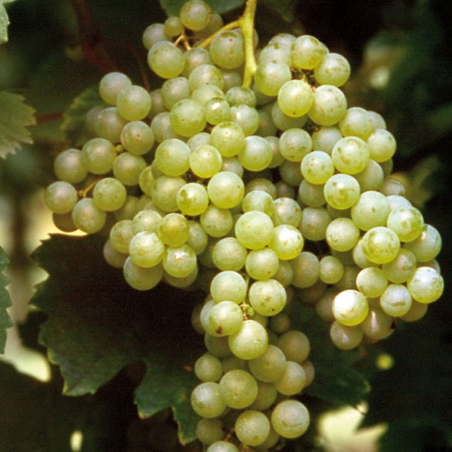 Uva da vino bianco "Malvasia di Candia"