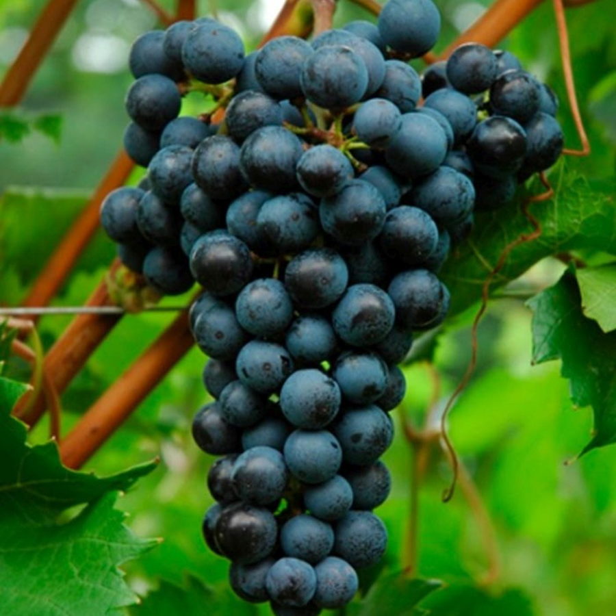 Uva da vino rosso "Merlot"