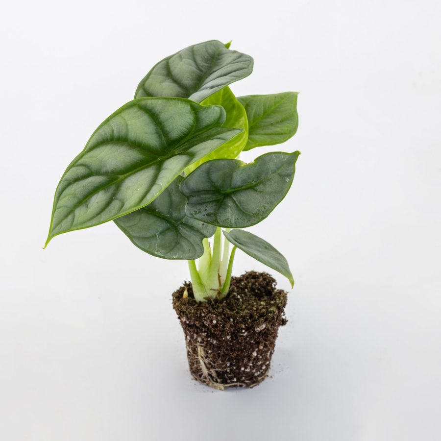 Alocasia "Silver Dragon" Baby Plant