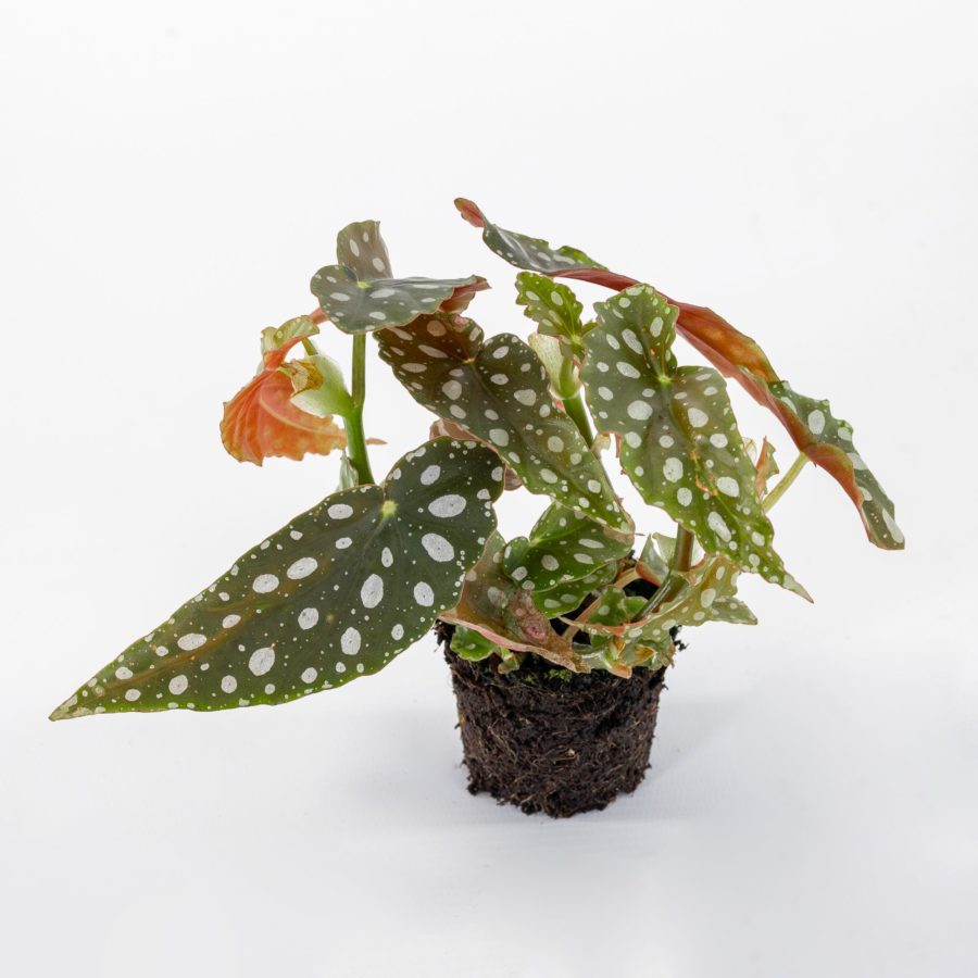 Begonia maculata "Wightii" Baby Plant