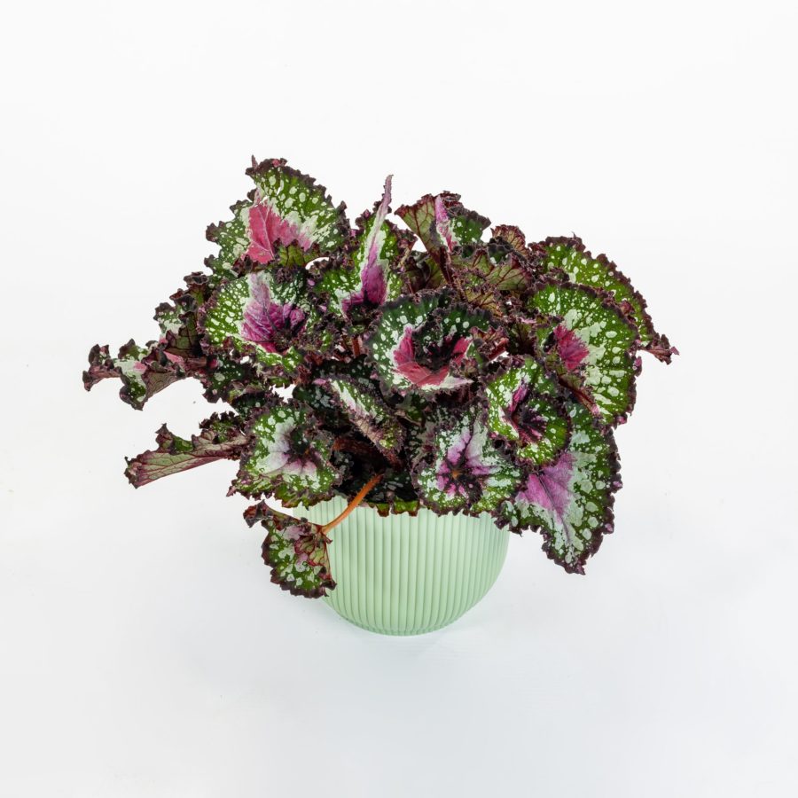 Begonia rex "Purple Blush"