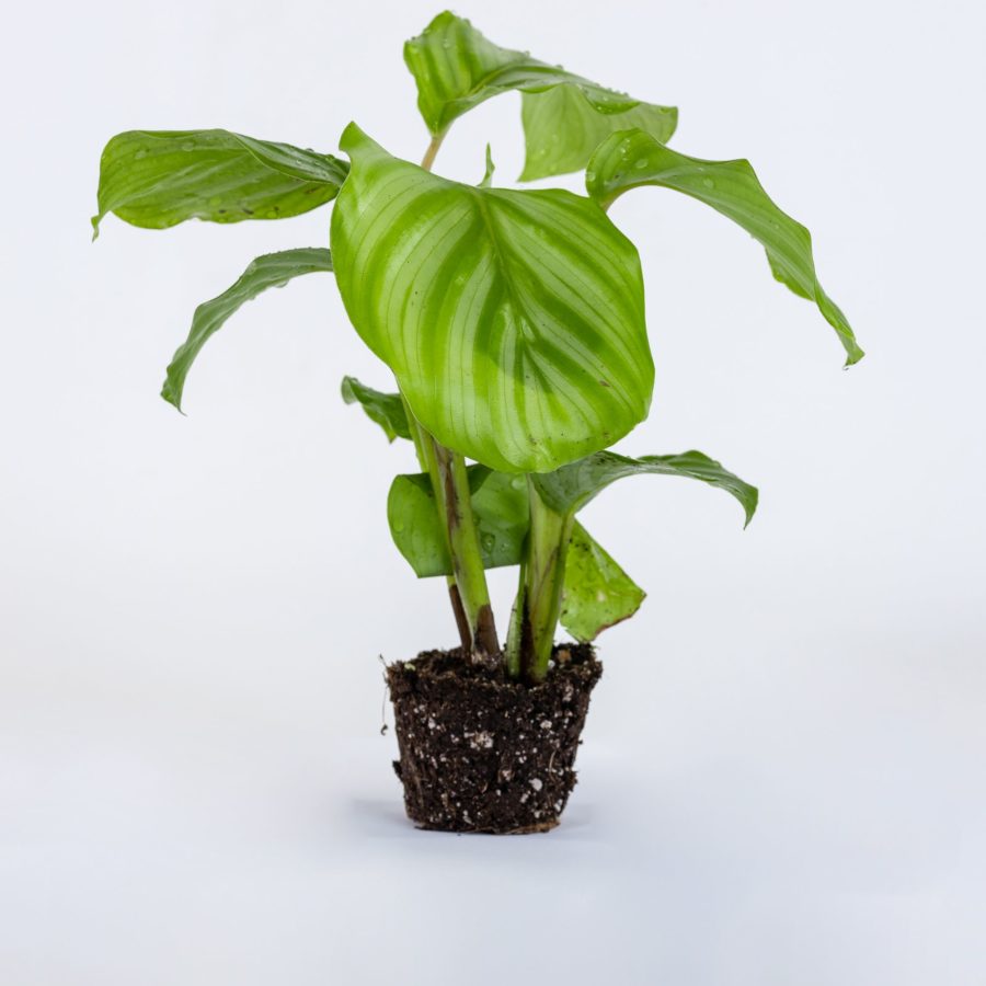 Calathea orbifolia Baby Plant