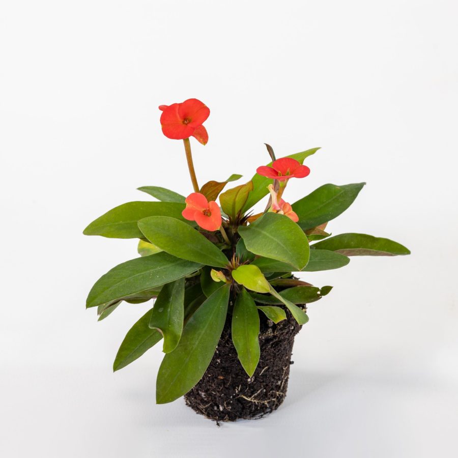 Euphorbia milii "Red" Baby Plant