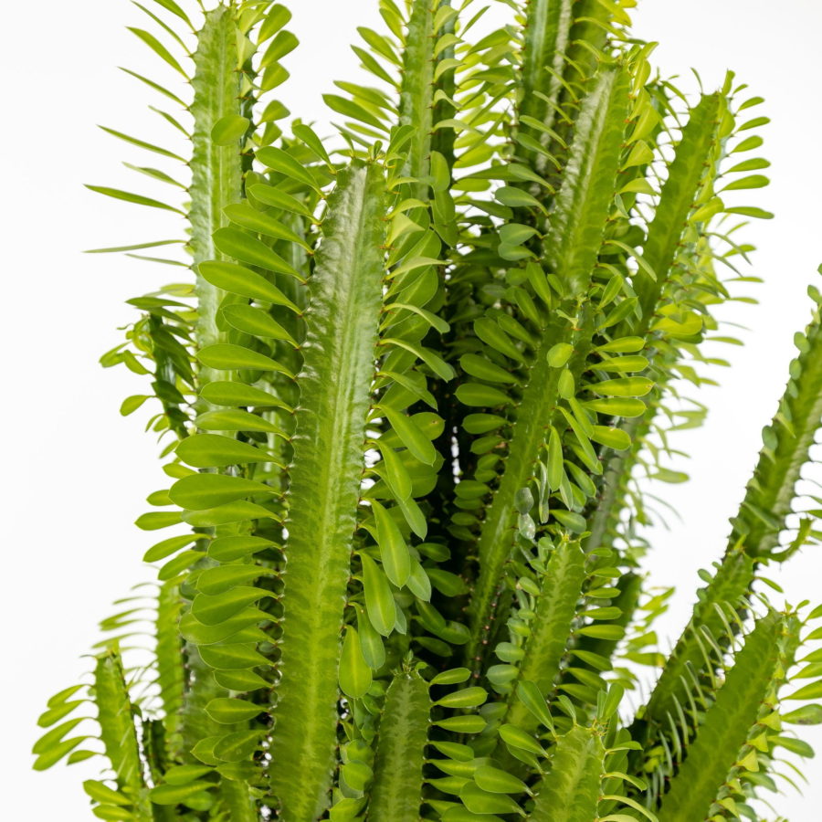 Euphorbia trigona