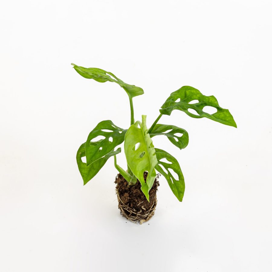 Monstera adansonii Baby Plant
