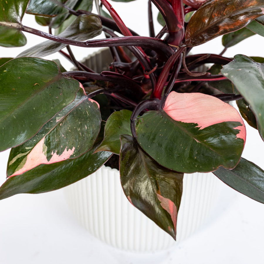 Philodendron "Pink Princess"
