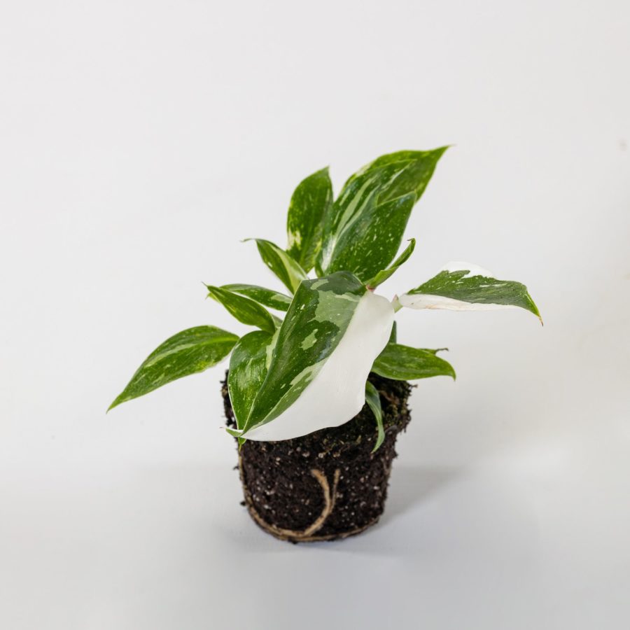 Philodendron "White Princess" Baby Plant