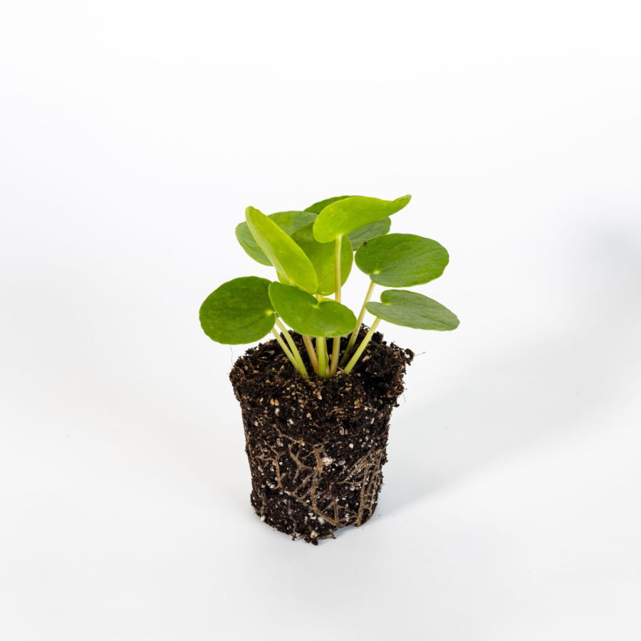Pilea peperomioides Baby Plant