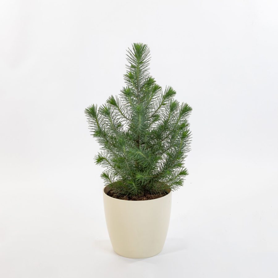 Pinus pinea "Silver Crest"