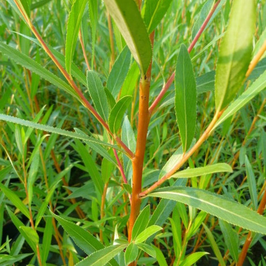 Salix alba var. vitellina