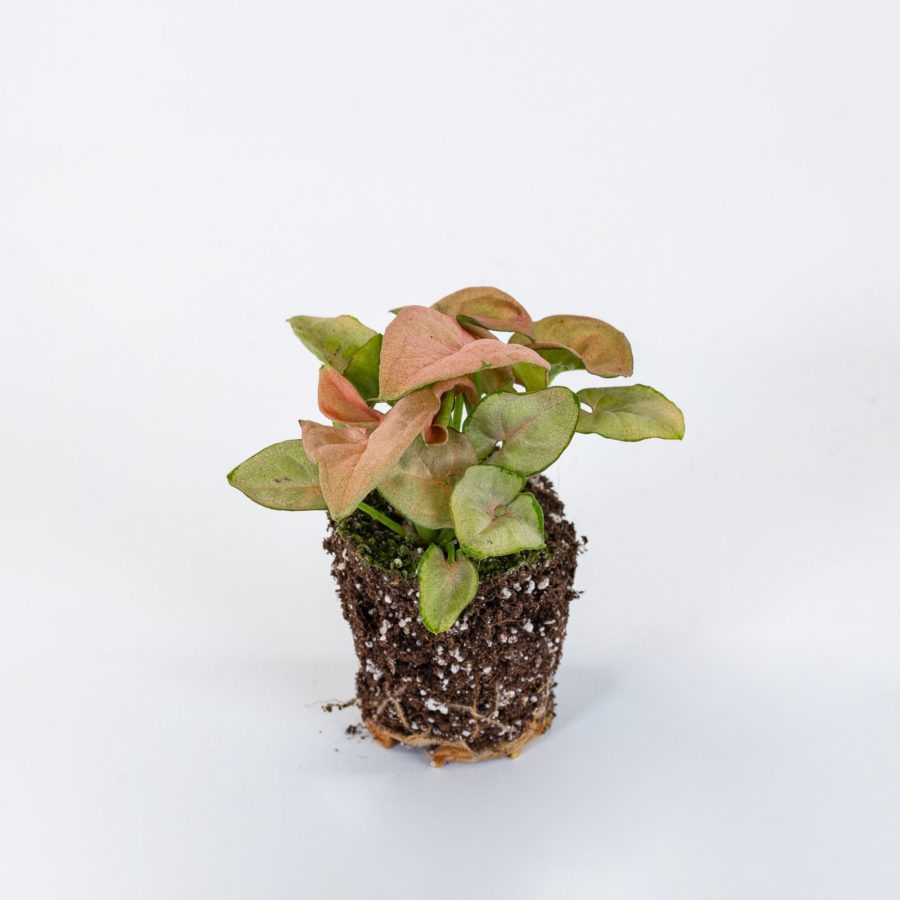 Syngonium podophyllum "Neon Robusta" Baby Plant