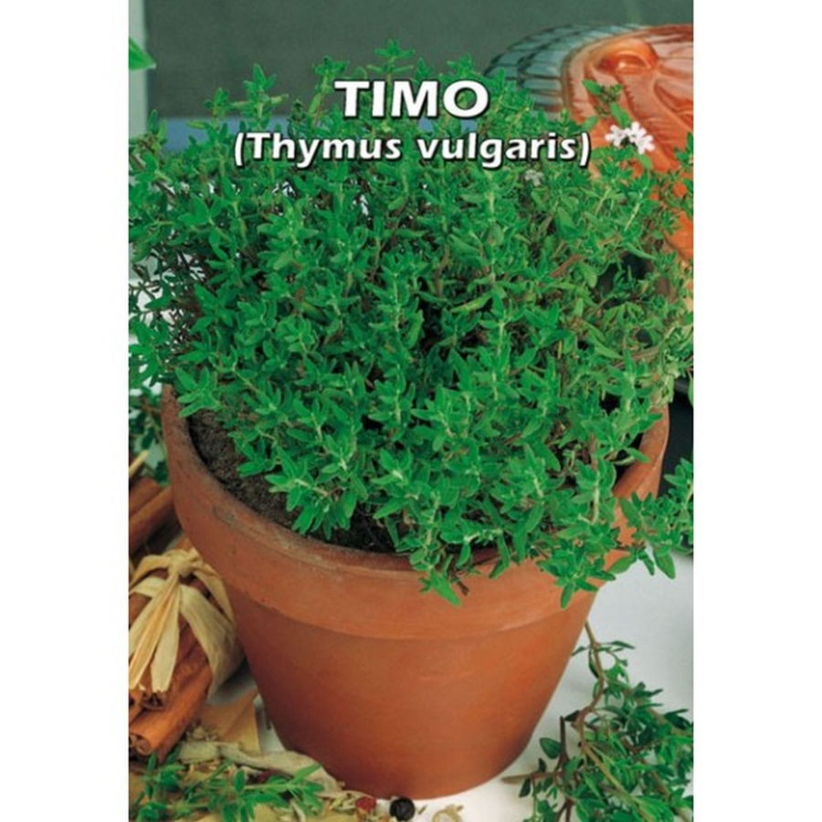 Thymus vulgaris (Semente)