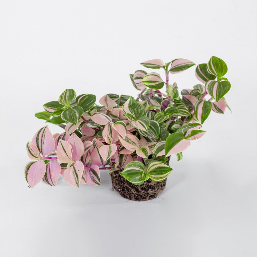 Tradescantia albiflora "Tricolor" Baby Plant