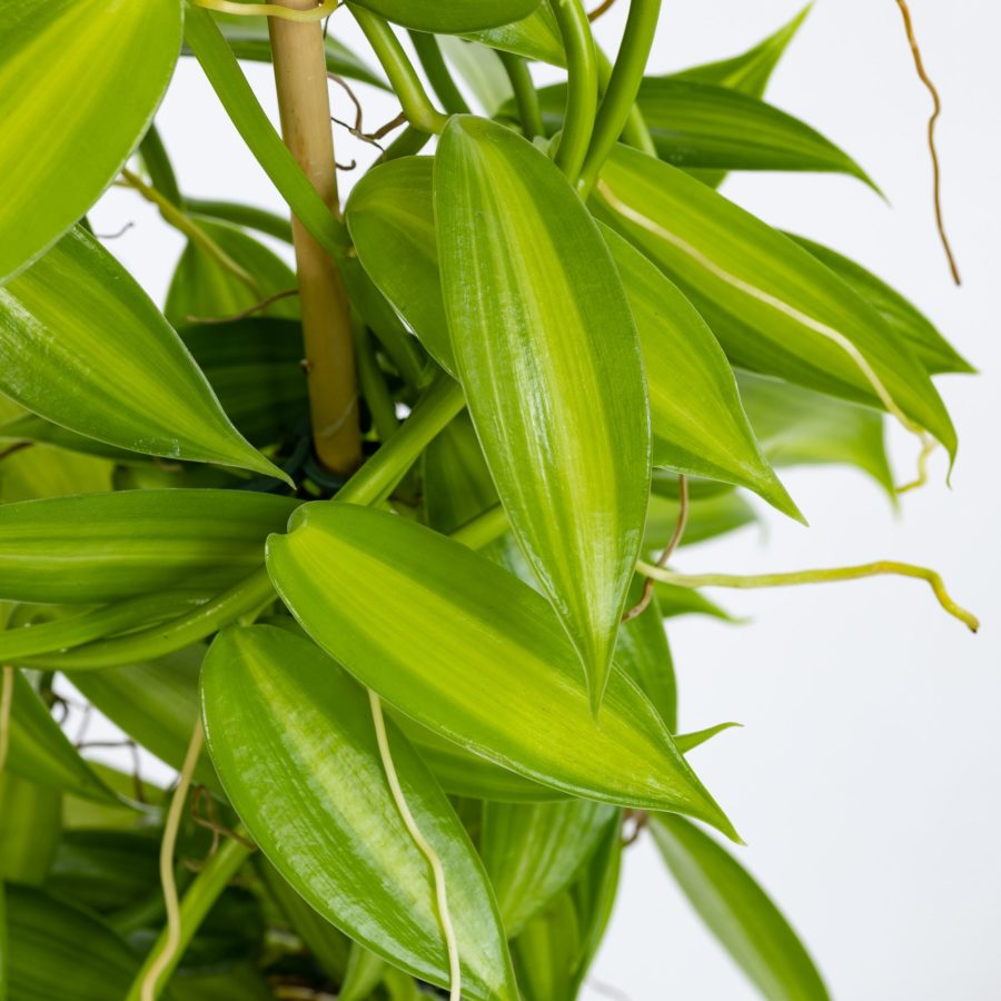 Orchidea Vanilla planifolia