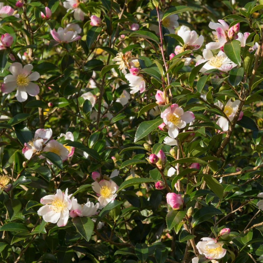 Camellia sasanqua "Hana Jiman"