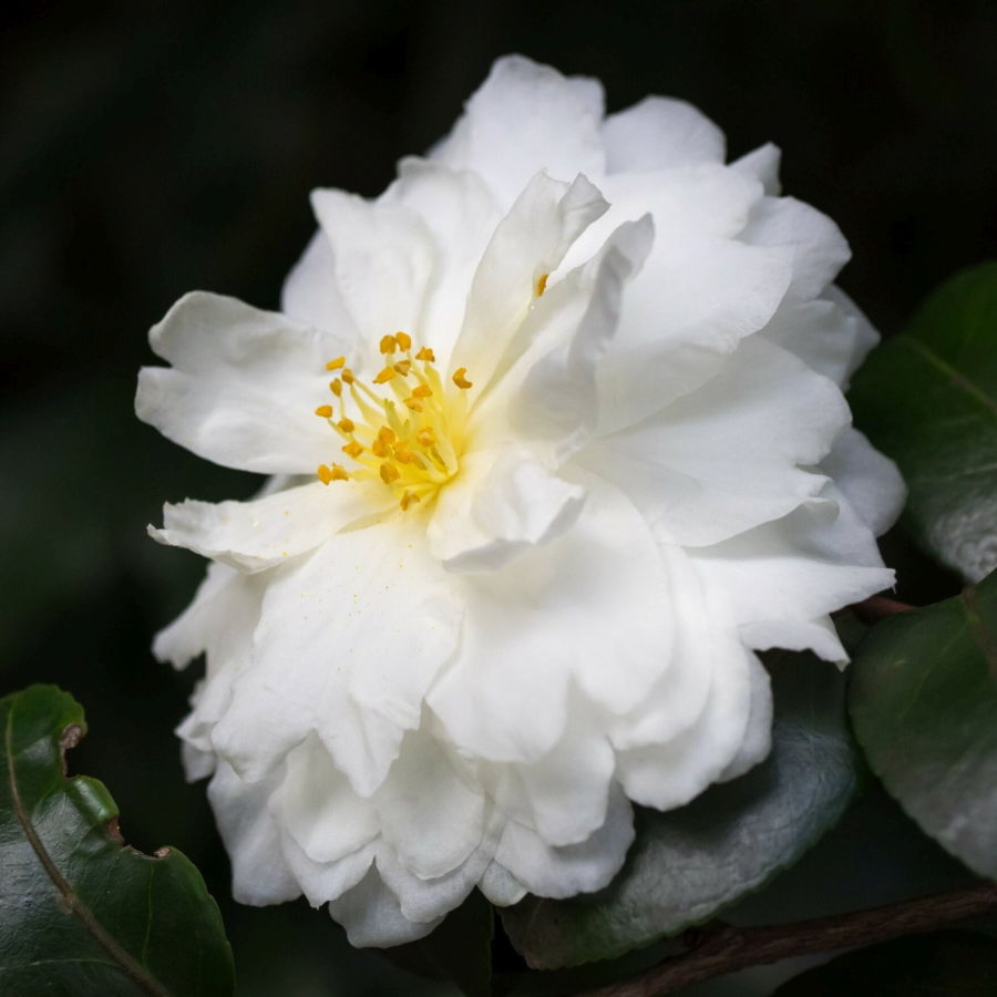 Camellia sasanqua "Immacolata"