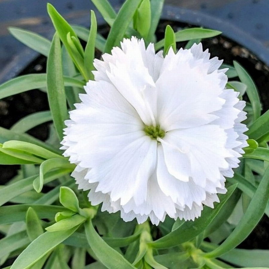 Dianthus caryophyllus "White"