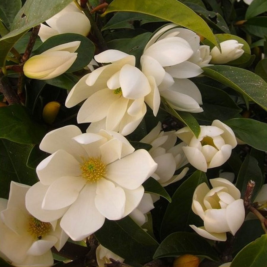 Magnolia "Fairy Cream"