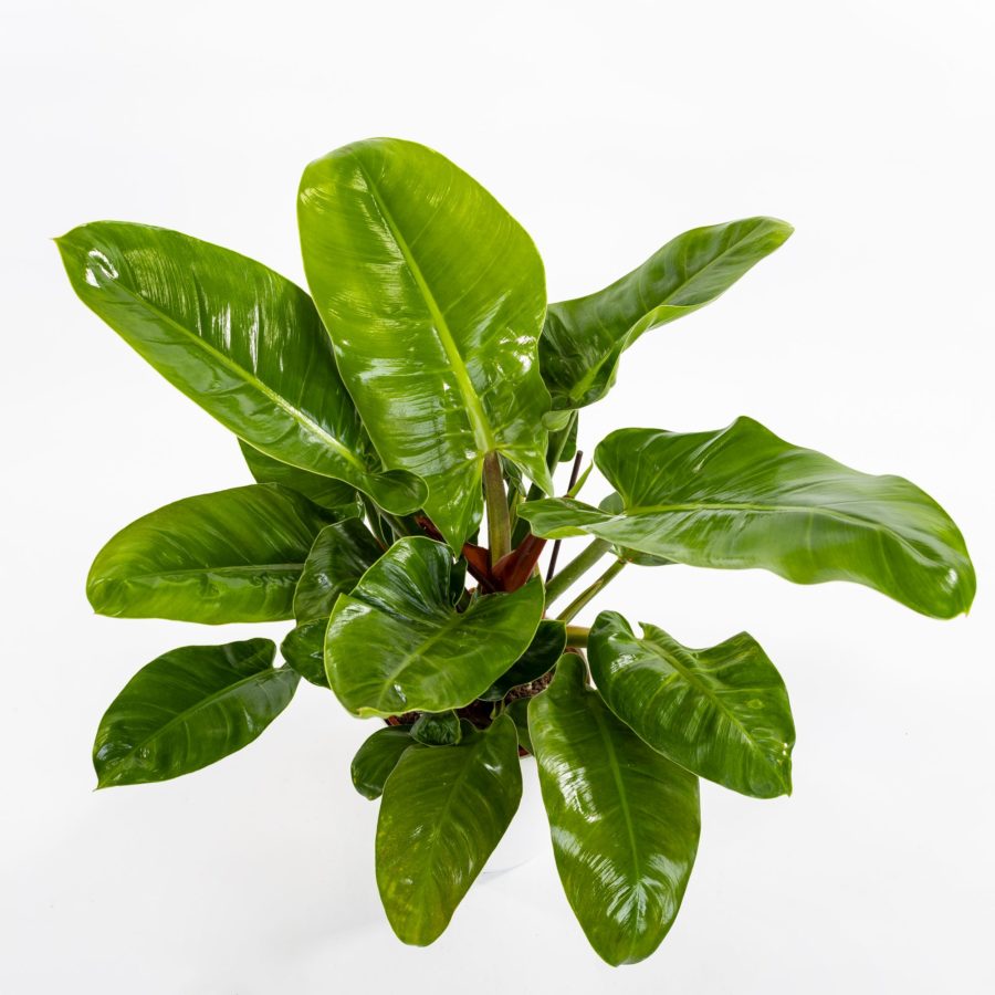 Philodendron "Imperial Green"